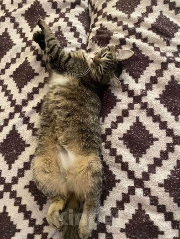 Кошки в Кирове: Кошка Девочка, Бесплатно - фото 6