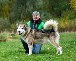 Собаки в Москве: Домашний маламут в добрые руки Мальчик, Бесплатно - фото 2
