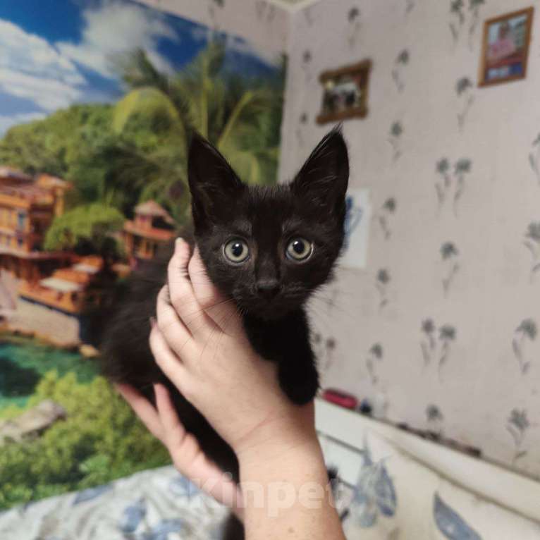 Кошки в других городах Свердловской области: Игривая и любознательная малышка Девочка, Бесплатно - фото 4