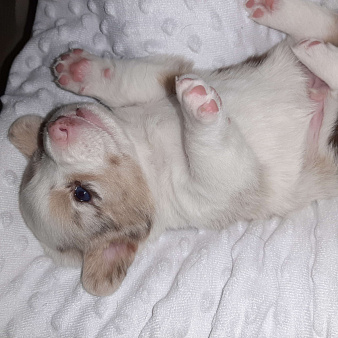 Щенки Вельш Корги Кардиган