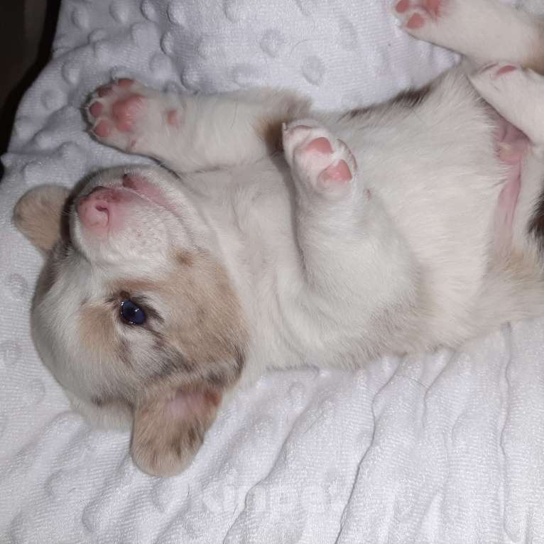 Собаки в Твери: Щенки Вельш Корги Кардиган Мальчик, 50 000 руб. - фото 1