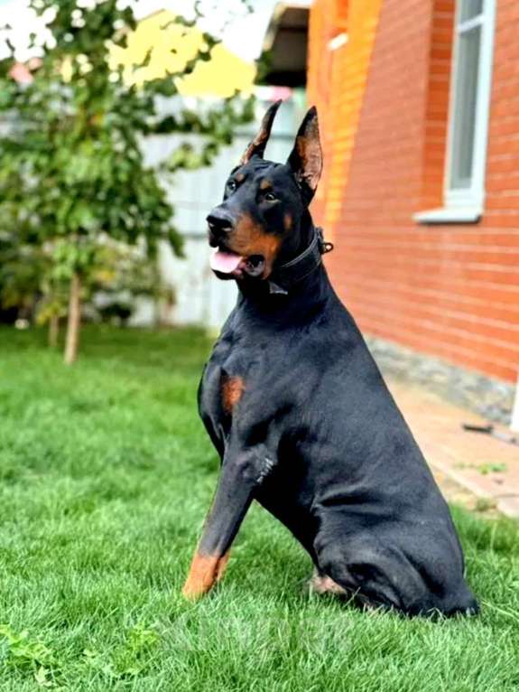 Собаки в других городах Краснодарского края: Щенки добермана мальчики Мальчик, 50 000 руб. - фото 9