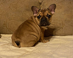 Собаки в Санкт-Петербурге: Шикарная девочка французского бульдога  Девочка, 50 000 руб. - фото 1