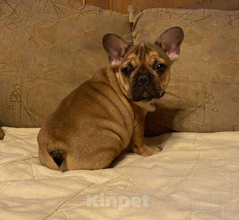 Собаки в Санкт-Петербурге: Шикарная девочка французского бульдога  Девочка, 50 000 руб. - фото 1