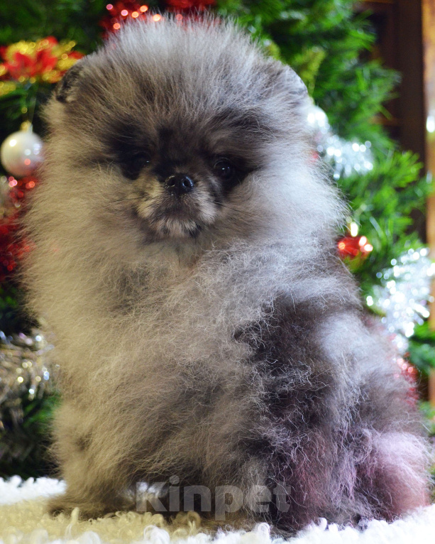 Собаки в Бийске: Щенки померанского щенка Мальчик, 50 000 руб. - фото 3