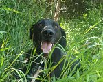 Собаки в Домодедово: Компаньон Мальчик, 10 руб. - фото 6