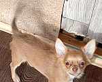 Собаки в Хабаровске: Мальчик чихуахуа с документами  Мальчик, 80 000 руб. - фото 2