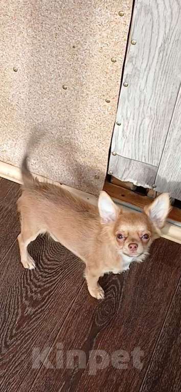 Собаки в Хабаровске: Мальчик чихуахуа с документами  Мальчик, 80 000 руб. - фото 2