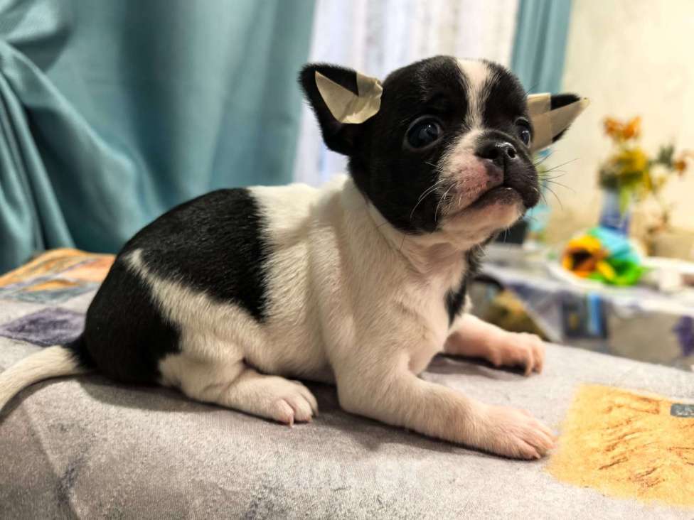 Собаки в Воронеже: Девочка .мини коровка) Девочка, Бесплатно - фото 2