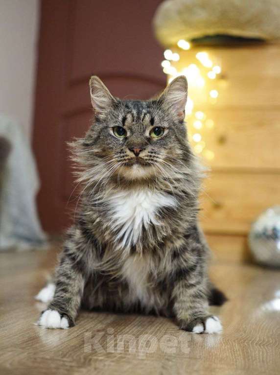 Кошки в Москве: кошка Марыся ищет дом Девочка, Бесплатно - фото 3