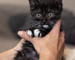 Кошки в Видном: Котенок девочка бесплатно Девочка, Бесплатно - фото 1