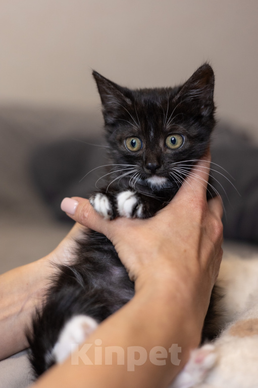 Кошки в Видном: Котенок девочка бесплатно Девочка, Бесплатно - фото 1
