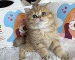 Кошки в Москве: Британский котенок ny24 Девочка, 40 000 руб. - фото 9