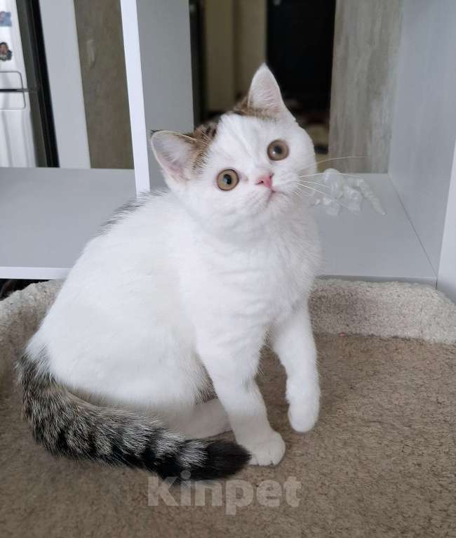 Кошки в Ярославле: Шотландский короткошерстный котенок Мальчик, 25 000 руб. - фото 4