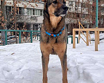 Собаки в Москве: Молодой пес Кирил,  верный, добрый друг в добрые руки Мальчик, 10 руб. - фото 7