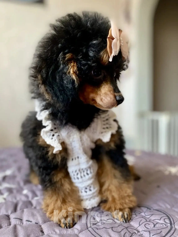 Собаки в Москве: Пудель фантом Девочка, 140 000 руб. - фото 1