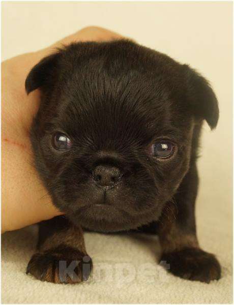 Собаки в Москве: ТИПА Мальчик, 90 000 руб. - фото 4