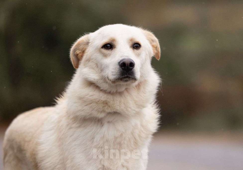 Собаки в Владимире: Беляш в добрые руки Мальчик, Бесплатно - фото 1