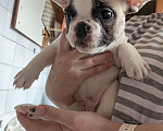 Собаки в Москве: Щенки французского бульдога Разнополые, 49 000 руб. - фото 4