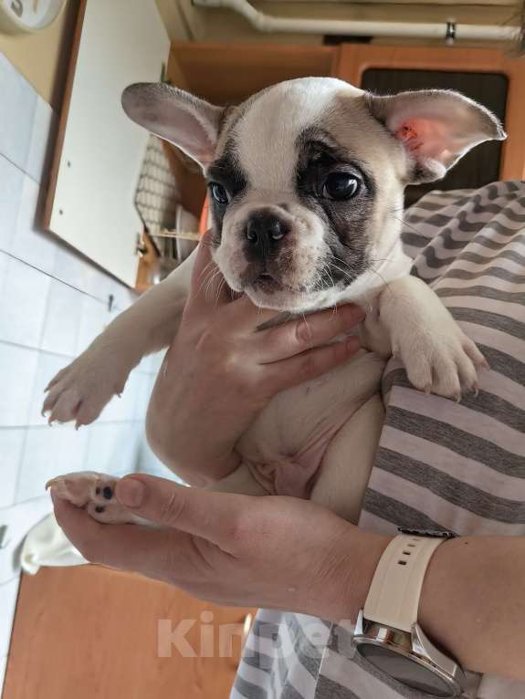 Собаки в Москве: Щенки французского бульдога Разнополые, 49 000 руб. - фото 4