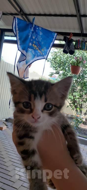 Кошки в Белгороде: Отдам котёнка в добрые руки  Мальчик, Бесплатно - фото 2