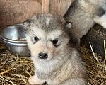 Собаки в Междуреченске: Продам щенков аляскинского маламута без документов Мальчик, 3 000 руб. - фото 1