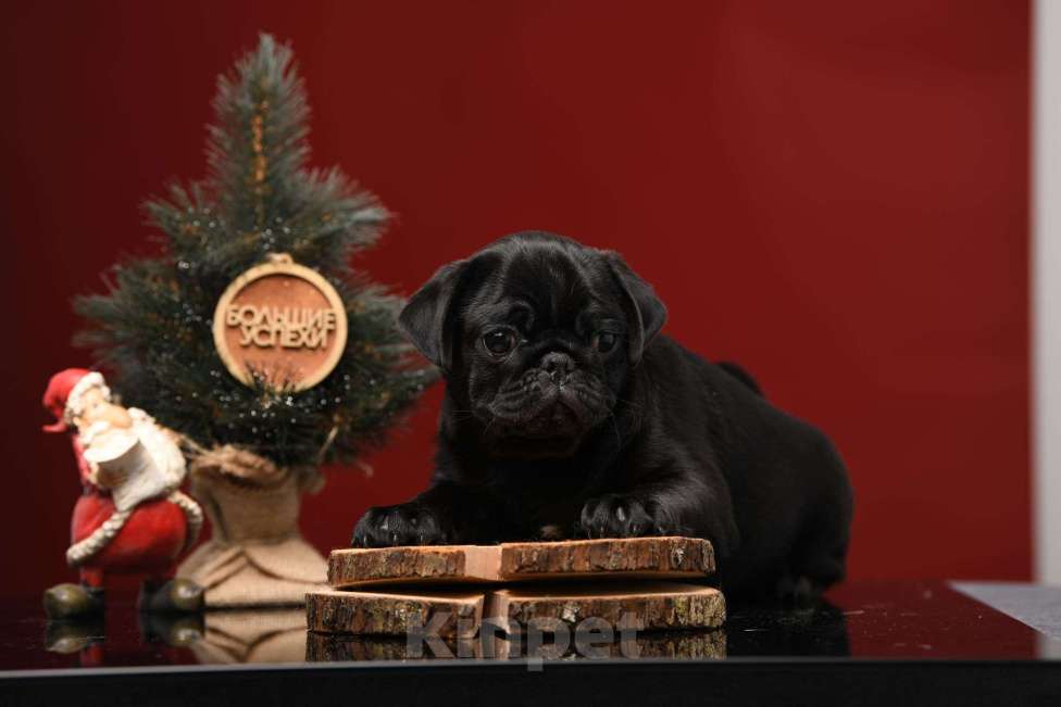 Собаки в Брянске: Питомник Академи оф Лайф предлагает красивых щенков мопса от титулованной родительской пары Мальчик, 65 000 руб. - фото 1