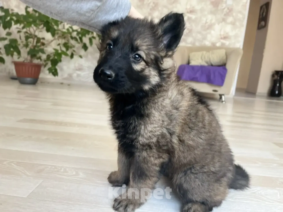 Собаки в Москве: Щенки немецкой овчарки рабочего разведения Мальчик, 50 000 руб. - фото 5