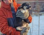 Собаки в Новосибирске: Щенок Стёпа  3 мес. Средний размер. Привит. Паспорт. Мальчик, Бесплатно - фото 6