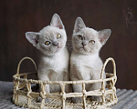 Кошки в Москве: Европейская бурма мальчики Мальчик, Бесплатно - фото 3