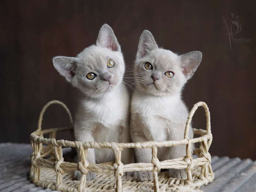 Кошки в Москве: Европейская бурма мальчики Мальчик, Бесплатно - фото 3