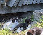 Кошки в Краснодаре: Котята в добрые руки. Срочно! Нужна помощь! Разнополые, Бесплатно - фото 5