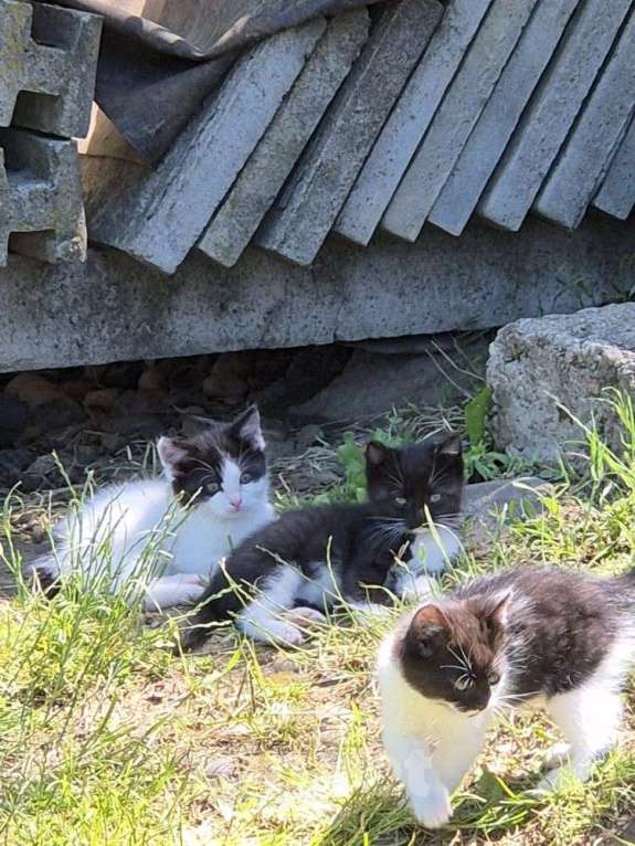 Кошки в Краснодаре: Котята в добрые руки. Срочно! Нужна помощь! Разнополые, Бесплатно - фото 5