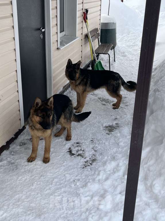 Собаки в других городах Московской области: Щенок подросток немецкой овчарки Мальчик, 30 000 руб. - фото 4