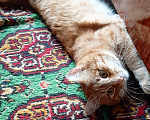 Кошки в Арзамасе: Помогите, пожалуйста найти кота Мальчик, 600 руб. - фото 1