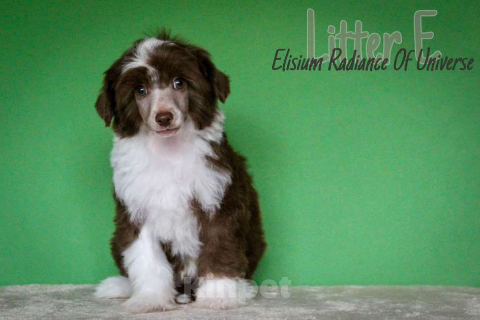 Собаки в Керчи: Пуховый мальчик Мальчик, 35 000 руб. - фото 2