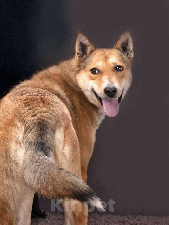 Собаки в Москве: Самая ласковая и добрая собачка Лори ищет дом Девочка, Бесплатно - фото 9