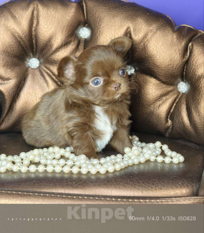 Собаки в Москве: Шоколадный мальчик  Мальчик, 50 000 руб. - фото 3