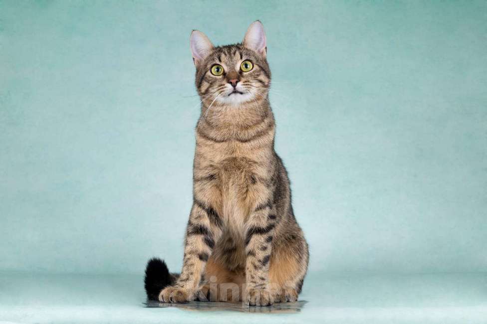 Кошки в Москве: Веселый котенок-подросток Купер в добрые руки Мальчик, Бесплатно - фото 3