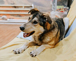 Собаки в Бронницах: Нежнющий Купер Мальчик, Бесплатно - фото 5