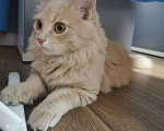 Кошки в Москве: Нежный котенок Персик в добрые руки Мальчик, 50 руб. - фото 3