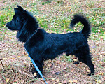 Собаки в Апрелевке: Спокойный и ласковый пес Барон ищет дом! Мальчик, 1 руб. - фото 6