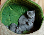 Кошки в Ливны: Котята русские голубые, 43 000 руб. - фото 2
