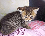 Кошки в Арзамасе: Яркие шотландки, 2 руб. - фото 1