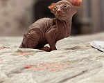 Кошки в Семикаракорске: Сфинкс, 16 000 руб. - фото 3