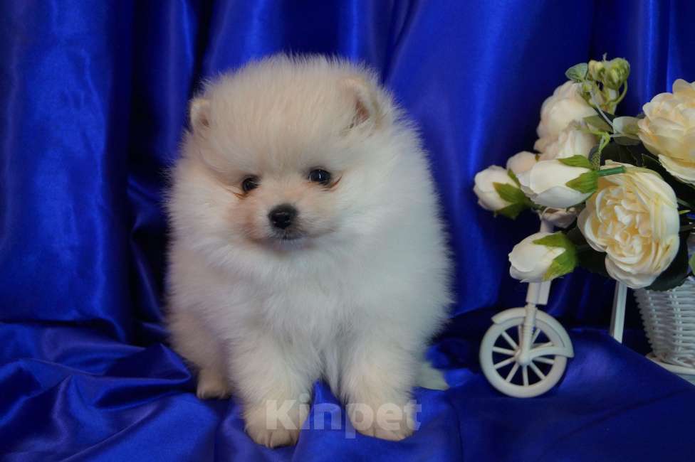 Собаки в Москве: Мальчик померанского шпица Мальчик, 30 000 руб. - фото 3