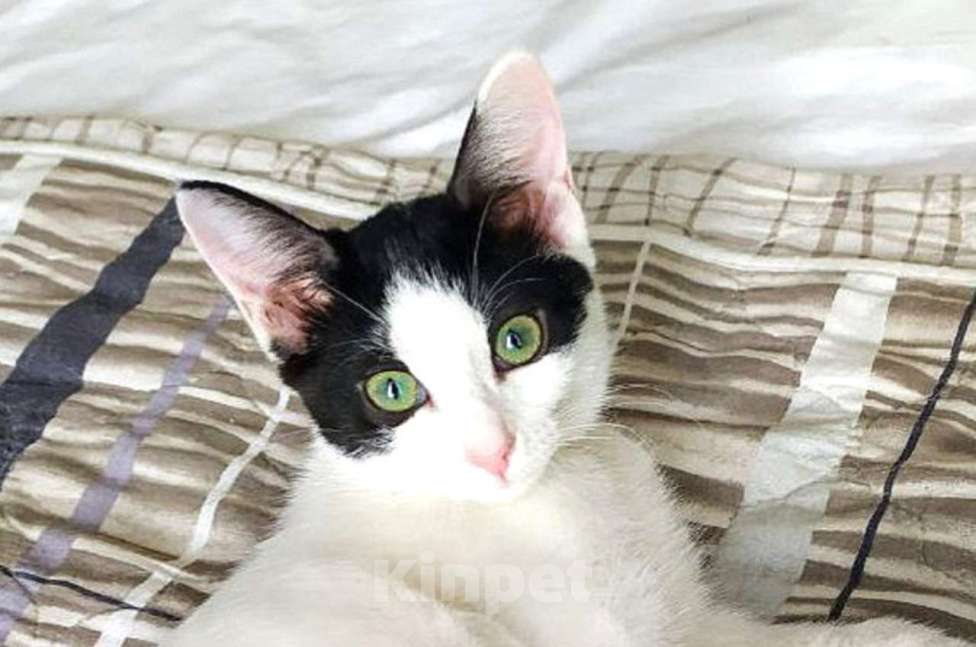 Кошки в Москве: Хелло, Китти! Котенок в добрые руки.  Девочка, Бесплатно - фото 7
