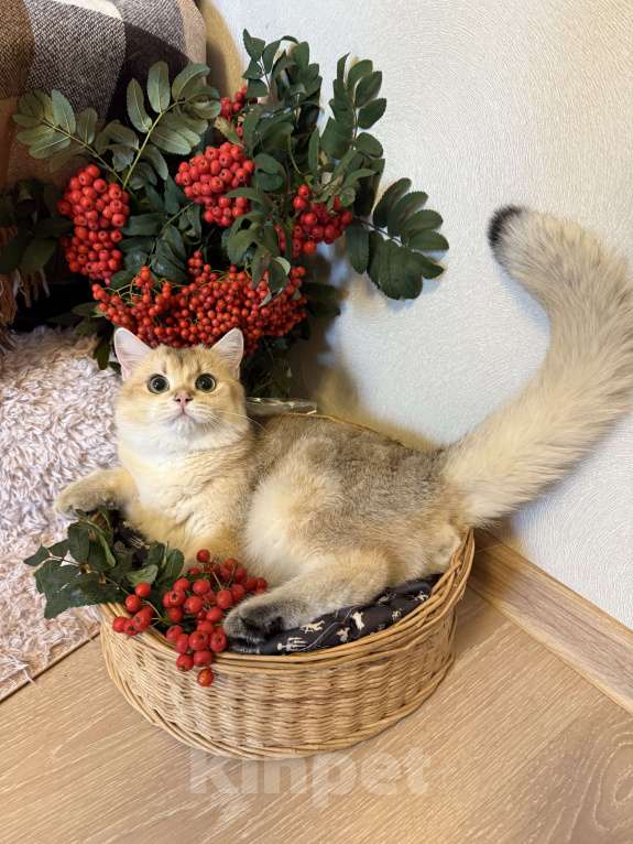 Кошки в Москве: Британский Золотой Кот Мальчик, 70 000 руб. - фото 2