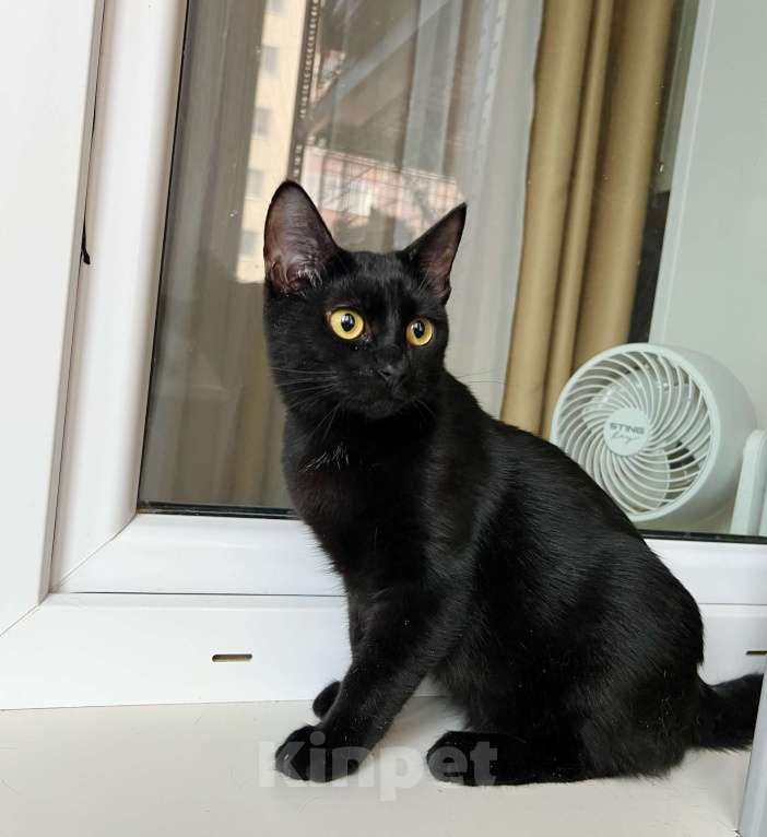 Кошки в Москве: Котенок Марсик источник оптимизма в добрые руки Мальчик, Бесплатно - фото 8