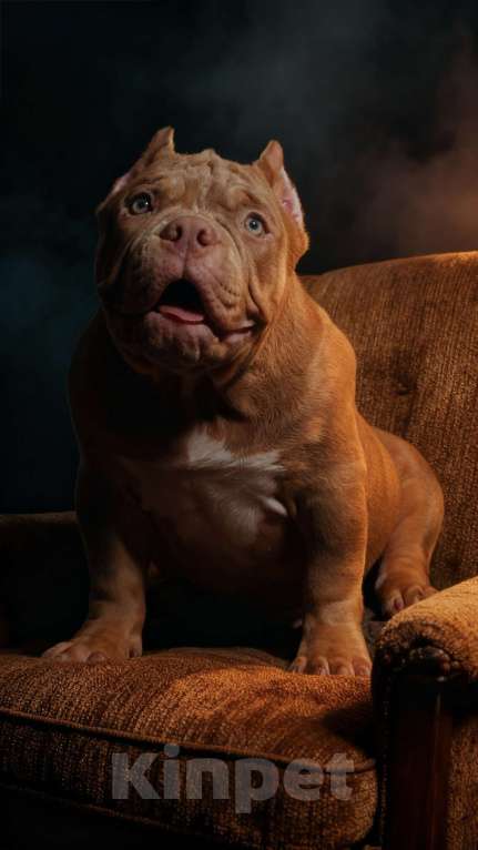 Собаки в Новокузнецке: Булли Мальчик, 150 000 руб. - фото 1